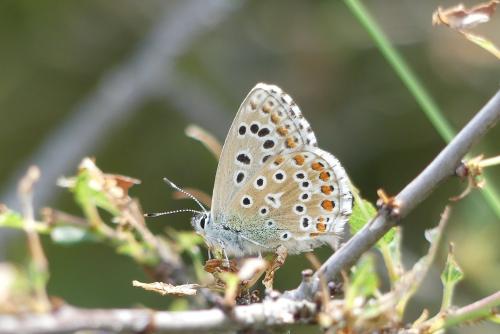 Réf. 283 822 : Polyommatus bellargus